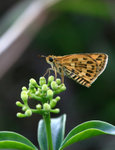 Taractrocera ceramas 草黃弄蝶