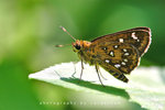 Isoteinon lamprospilus 旖弄蝶
