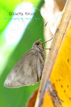 黃斑蕉弄蝶 Erionota torus