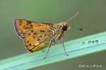 IMG_7561-61