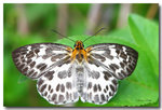 Abraximorpha davidii 白弄蝶