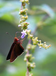 IMG_8230-30