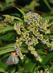 IMG_8235-35