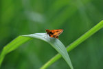 IMG_9086-86