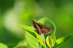 IMG_9158-58