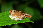 角翅弄蝶 Odontoptilum angulatum