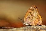 Arhopala bazalus 百嬈灰蝶