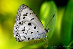 Acytolepis puspa 鈕灰蝶