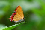 斜斑彩灰蝶 Heliophorus epicles