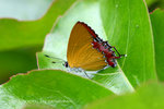 斜斑彩灰蝶 Heliophorus epicles