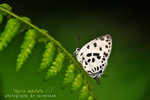 IMG_0266-66 Tajuria maculata 豹斑雙尾灰蝶