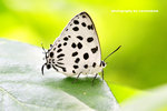 Tajuria maculata 豹斑雙尾灰蝶