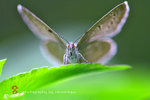 IMG_0932-32