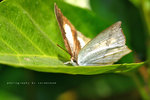 Cutetis dentate 尖翅銀灰蝶