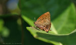 Arhopala bazalus 百嬈灰蝶