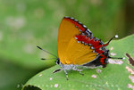 斜斑彩灰蝶 Heliophorus epicles