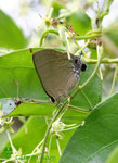 燕灰蝶 Rapala manea