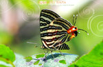 Spindosis lohita 銀線灰蝶