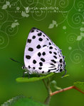 Tajuria maculata 豹斑雙尾灰蝶