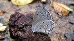 Celastrina lavendularis 薰衣琉璃灰蝶