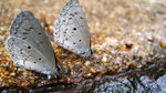 Celastrina lavendularis 薰衣琉璃灰蝶