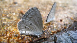 Celastrina lavendularis 薰衣琉璃灰蝶