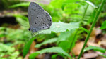 Celastrina lavendularis 薰衣琉璃灰蝶