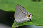 Tajuria cippus 雙尾灰蝶