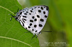 Tajuria maculata 豹斑雙尾灰蝶