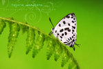Tajuria maculata 豹斑雙尾灰蝶