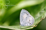 Udara albocaerulea 白斑嫵灰蝶