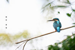 IMG_0006-06