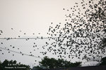 IMG_0022-22