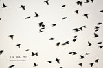 IMG_0025-25
