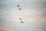 IMG_0035-35