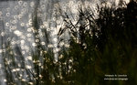 IMG_9923-23