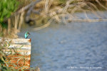 IMG_9942-42