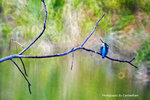 IMG_9977-77