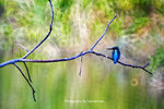 IMG_9979-79