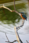 IMG_9984-84