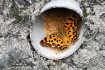 Polygonia c-aureum 黃&#37390;蛺蝶