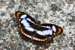 Athyma nefte 相思帶蛺蝶