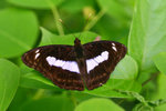 Athyma selemophora 新月帶蛺蝶