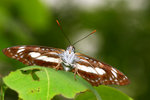 Athyma selemophora 新月帶蛺蝶