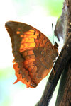 白帶螯蛺蝶 Charaxes bernardus