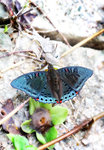 Euthalia lubentina 紅斑翠蛺蝶