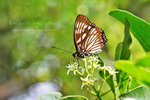 Euripus nyctelius 芒蛺蝶