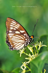 Euripus nyctelius 芒蛺蝶