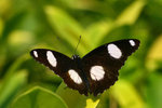 Hypolimnas misippus 金斑蛺蝶