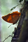 白帶螯蛺蝶 Charaxes bernardus